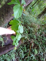 Dioscorea pentaphylla