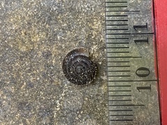 Vespericola armigera