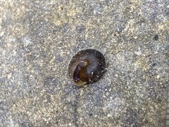 Vespericola armigera