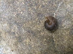 Vespericola armigera