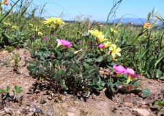 Oxalis pes-caprae sericea