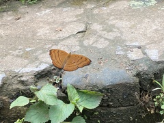 Pseudergolis wedah