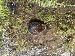 Vespericola armigera