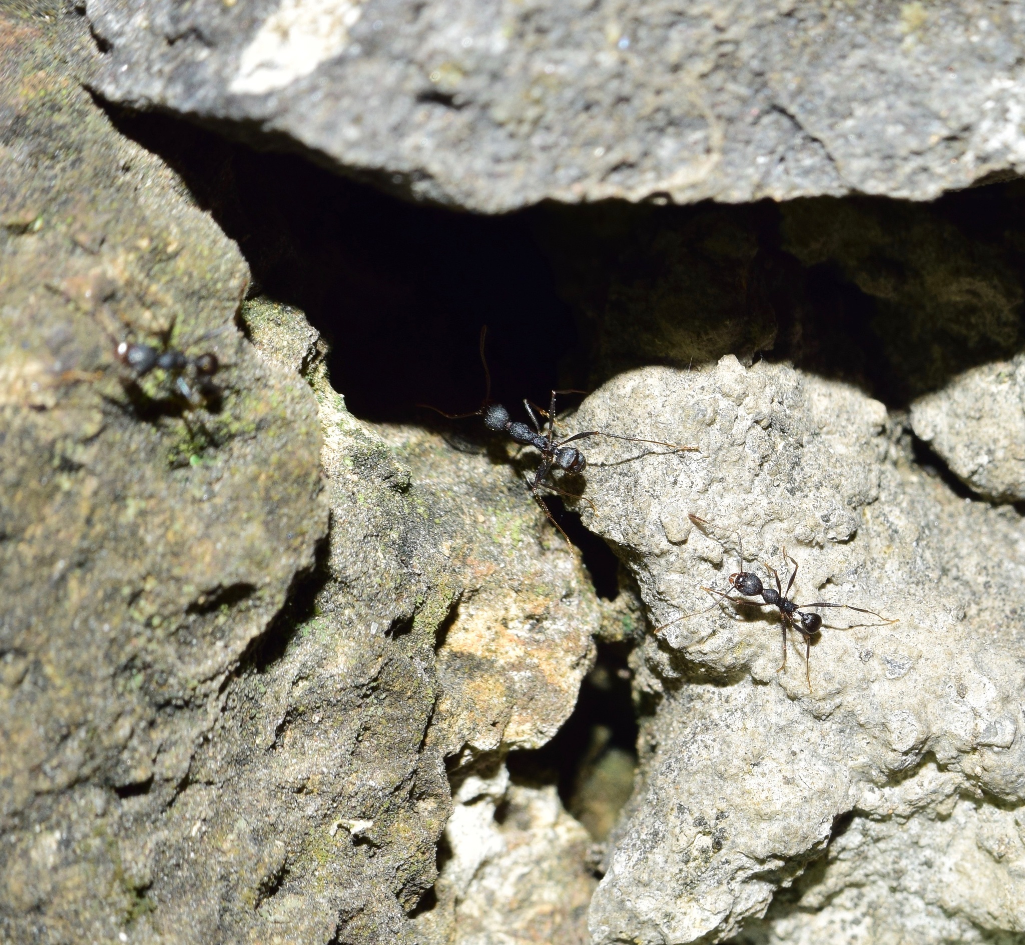 Pheidole tolteca