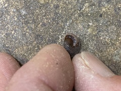 Vespericola armigera