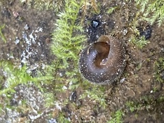 Vespericola armigera