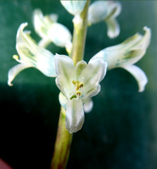 Lachenalia judithiae