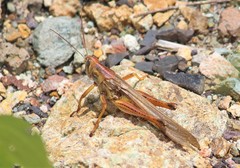 Schistocerca piceifrons