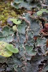 Peltigera leucophlebia