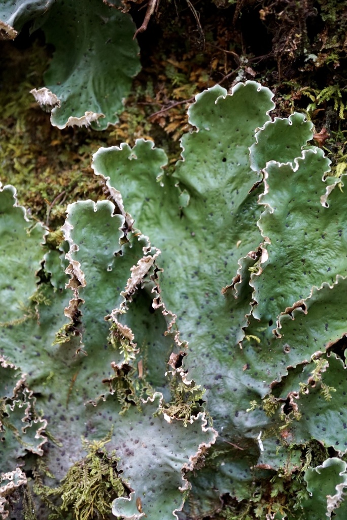 Chloropeltigera