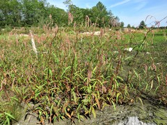 Persicaria careyi