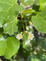 Jatropha vernicosa