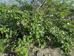 Jatropha vernicosa