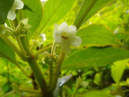 Cyrtandra pickeringii observed 2021-08-17
