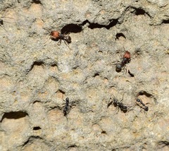 Pheidole