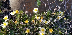 Dryas integrifolia