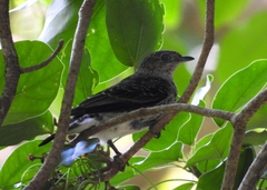 Cotinga amabilis