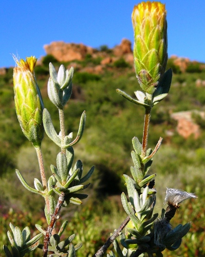 Pteronia cinerea · iNaturalist