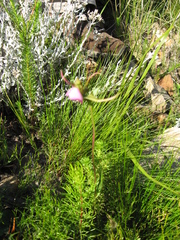 Disperis capensis capensis