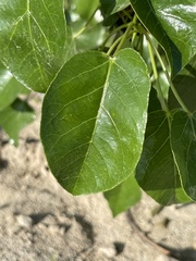 Jatropha vernicosa