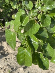Jatropha vernicosa