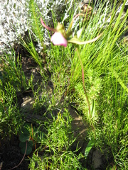 Disperis capensis capensis