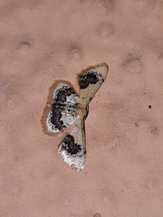 Idaea macrospila
