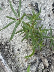 Portulaca californica