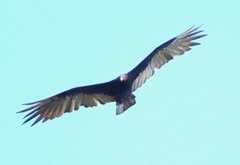 Cathartes aura image