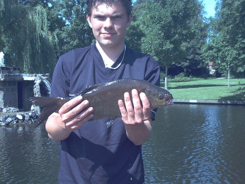 Common Bream × Common Roach