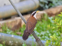 Pomatorhinus schisticeps