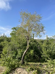 Nahuatlea arborescens
