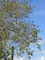 Nahuatlea arborescens