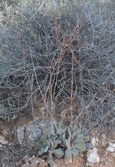 Crassula cotyledonis