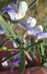 Psoralea axillaris