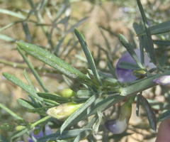Psoralea axillaris