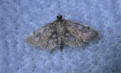Anania coronata