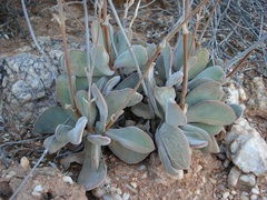 Crassula cotyledonis