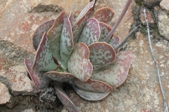 Adromischus
