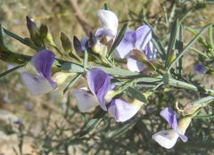 Psoralea axillaris