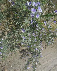 Psoralea axillaris
