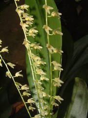 Stelis gelida