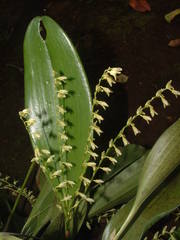 Stelis gelida