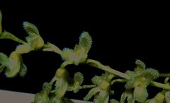 Stelis gelida