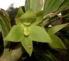 Cycnoches stenodactylon