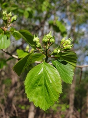 Crataegus integriloba
