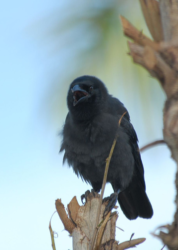Jamaican Crow