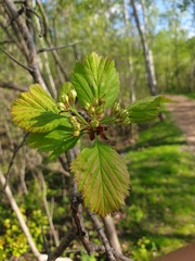 Crataegus integriloba