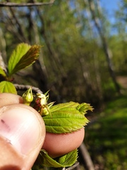Crataegus integriloba