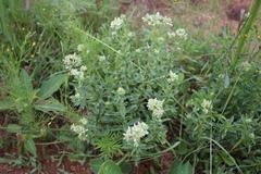 Agathisanthemum bojeri